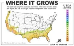 Becky Blue Rabbiteye Blueberry - 2.5 Quart Pot -Stylish Garden Plant Store 7b 9b 6