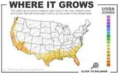 Fatsia Japonica - Japanese Aralia - Glossy Paper Plant - 1 Gallon Pot -Stylish Garden Plant Store 8a 11 40