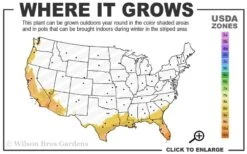 Summit Muscadine - 1 Gallon Pot 8 Summit Muscadine - 1 Gallon Pot -Stylish Garden Plant Store 8b 11