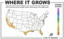 Meyer Lemon Tree (Citrus X Meyeri) - 5 Gallon Pot -Stylish Garden Plant Store 9a 11 1