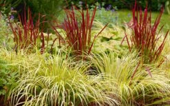 Golden Sweet Flag - Acorus Gramineus 'Ogon' - 18 Count Flat Of Pint Pots 12 Golden Sweet Flag - Acorus Gramineus 'Ogon' - 18 Count Flat Of Pint Pots -Stylish Garden Plant Store Acorus Ogon 103 1