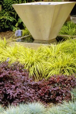 Golden Sweet Flag - Acorus Gramineus 'Ogon' - 18 Count Flat Of Pint Pots 11 Golden Sweet Flag - Acorus Gramineus 'Ogon' - 18 Count Flat Of Pint Pots -Stylish Garden Plant Store Acorus Ogon 104 1