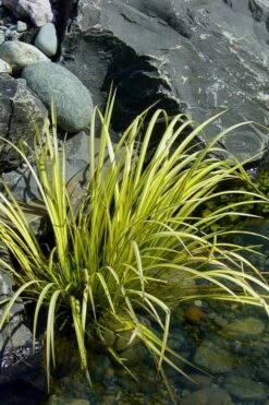 Golden Sweet Flag - Acorus Gramineus 'Ogon' - 18 Count Flat Of Pint Pots 13 Golden Sweet Flag - Acorus Gramineus 'Ogon' - 18 Count Flat Of Pint Pots -Stylish Garden Plant Store Acorus Ogon 105 1