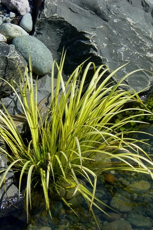 Golden Sweet Flag - Acorus Gramineus 'Ogon' - 18 Count Flat Of Pint Pots 8 Golden Sweet Flag - Acorus Gramineus 'Ogon' - 18 Count Flat Of Pint Pots - Image 6
