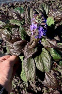 Catlins Giant Ajuga - Bugleweed - 6 Pack Of 3.5" Pint Pots -Stylish Garden Plant Store Ajuga Catlins Giant 10