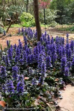 Catlins Giant Ajuga - Bugleweed - 6 Pack Of 3.5" Pint Pots -Stylish Garden Plant Store Ajuga Catlins Giant 20
