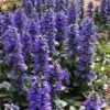 Catlins Giant Ajuga - Bugleweed - 6 Pack Of 3.5" Pint Pots 2 Catlins Giant Ajuga - Bugleweed - 6 Pack Of 3.5" Pint Pots -Stylish Garden Plant Store Ajuga Catlins Giant 21