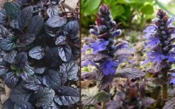 Mahogany Ajuga (Bugleweed) - 5 Pack Of Quart Pots -Stylish Garden Plant Store Ajuga Mahogany Combo
