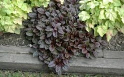 Mahogany Ajuga (Bugleweed) - 5 Pack Of Quart Pots -Stylish Garden Plant Store Ajuga Mahogany Landscape