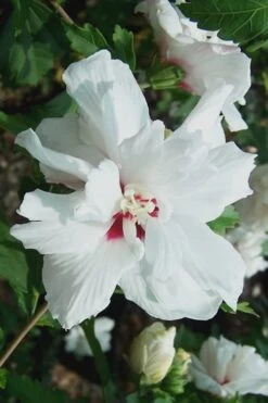 Morning Star Rose Of Sharon (Single Trunk Tree) - 7 Gallon Pot (3-4') -Stylish Garden Plant Store Althea Morning Star Rose of Sharon 500x750 1