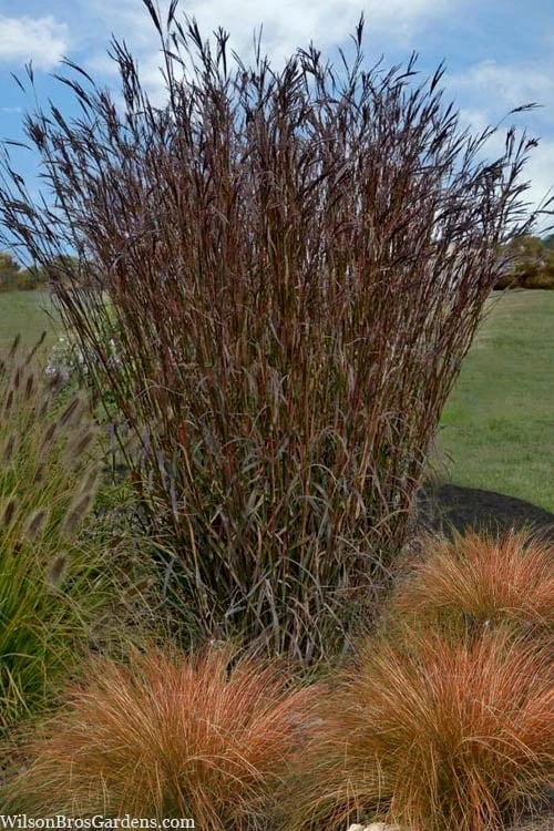Big Bluestem Grass (Andropogon Gerardii) - 5 Pack Of Quart Pots 6 Big Bluestem Grass (Andropogon Gerardii) - 5 Pack Of Quart Pots - Image 4