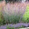 Big Bluestem Grass (Andropogon Gerardii) - 5 Pack Of Quart Pots -Stylish Garden Plant Store Andropogon gerardii big bluestem 2