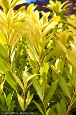 Florida Sunshine Anise - 1 Gallon Pot -Stylish Garden Plant Store Anise Flroida Sunshine JW 1