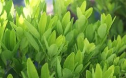 Ocala Yellow Anise (Illicium Parviflorum) - 3 Gallon Pot -Stylish Garden Plant Store Anise Ocala Foliage