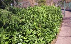 Ocala Yellow Anise (Illicium Parviflorum) - 3 Gallon Pot -Stylish Garden Plant Store Anise Ocala Hedge 5050