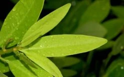 Ocala Yellow Anise (Illicium Parviflorum) - 3 Gallon Pot -Stylish Garden Plant Store Anise Ocala Leaves