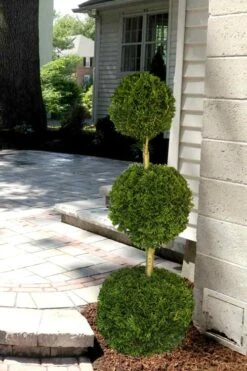 Emerald Green Arborvitae Poodle Tier Topiary (3 Ball) - 5 Gallon Pot -Stylish Garden Plant Store Arborvitae Emerald Green 3 Ball Poodle Tier 2