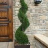 Emerald Green Arborvitae Spiral Topiary - 5 Gallon Pot (6') 1 Emerald Green Arborvitae Spiral Topiary - 5 Gallon Pot (6') -Stylish Garden Plant Store Arborvitae Emerald Green Spiral 6 2