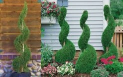Emerald Green Arborvitae Spiral Topiary - 5 Gallon Pot (6') -Stylish Garden Plant Store Arborvitae Emerald Green Spiral 800x500 3