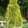 Highlights Arborvitae Thuja Janed Gold - 3 Gallon Pot -Stylish Garden Plant Store Arborvitae Highlights
