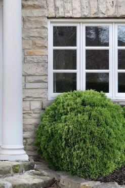 Planet Earth Arborvitae - 3 Gallon Pot 11 Planet Earth Arborvitae - 3 Gallon Pot -Stylish Garden Plant Store Arborvitae Woodwardii Globe 12