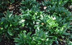 Dwarf Green Aucuba - Japanese Laurel - 3 Gallon Pot -Stylish Garden Plant Store Aucuba Dwarf Green 1
