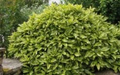 Gold Dust Aucuba (Japanese Laurel) - 1 Gallon Pot -Stylish Garden Plant Store Aucuba Gold Dust 14