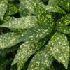 Gold Dust Aucuba - Japanese Laurel - 3 Gallon Pot 1 Gold Dust Aucuba - Japanese Laurel - 3 Gallon Pot -Stylish Garden Plant Store Aucuba Gold Dust 16 1