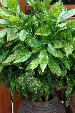 Gold Dust Aucuba (Japanese Laurel) - 1 Gallon Pot -Stylish Garden Plant Store Aucuba Gold Dust 17