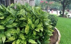 Gold Dust Aucuba (Japanese Laurel) - 1 Gallon Pot -Stylish Garden Plant Store Aucuba Gold Dust 18
