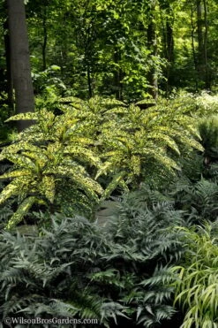 Hosoba Hoshifu Variegated Aucuba (Japanese Laurel) - 3 Gallon Pot -Stylish Garden Plant Store Aucuba Hosoba Hoshifu