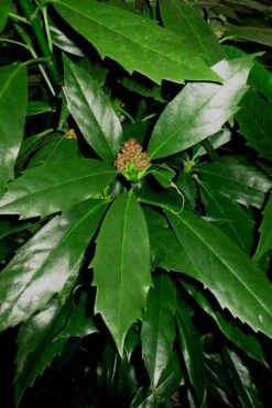 Sawtoothed Aucuba Serratifolia - 3 Gallon Pot 12 Sawtoothed Aucuba Serratifolia - 3 Gallon Pot -Stylish Garden Plant Store Aucuba Sawthooth 1