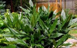 Sawtoothed Aucuba Serratifolia - 3 Gallon Pot 11 Sawtoothed Aucuba Serratifolia - 3 Gallon Pot -Stylish Garden Plant Store Aucuba Sawtoothed 3