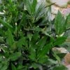 Sawtoothed Aucuba Serratifolia - 3 Gallon Pot -Stylish Garden Plant Store Aucuba Serratifolia Sawtooth 500x750 2