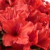 Red Tiara Deja Bloom Azalea - 1 Gallon Pot -Stylish Garden Plant Store Azalea Deja Bloom Red Tiara 2