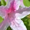 George L. Taber Southern Indica Azalea - 3 Gallon Pot -Stylish Garden Plant Store Azalea George L Taber 500x750 1