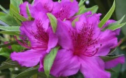 Herbert Azalea - 6 Pack Of 1 Gallon Pots 10 Herbert Azalea - 6 Pack Of 1 Gallon Pots -Stylish Garden Plant Store Azalea Herbert