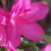 Judge Solomon Southern Indica Azalea - 3 Gallon Pot -Stylish Garden Plant Store Azalea Judge Solomon 500x750 1