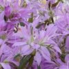 Koromo Shikibu Purple Spider Azalea - 1 Gallon Pot -Stylish Garden Plant Store Azalea Koromo Shikibu 1
