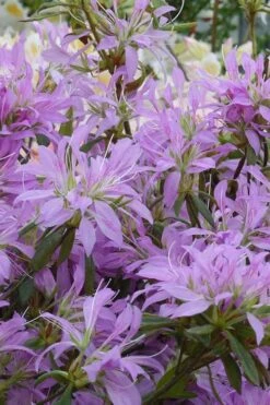 Koromo Shikibu Purple Spider Azalea - 1 Gallon Pot -Stylish Garden Plant Store Azalea Koromo Shikibu 2