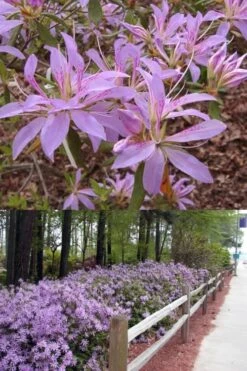 Koromo Shikibu Purple Spider Azalea - 1 Gallon Pot -Stylish Garden Plant Store Azalea Koromo Shikibu 9