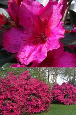 Red Formosa Azalea - 6 Pack Of 1 Gallon Pots -Stylish Garden Plant Store Azalea Red Formosa 1 500x750 1