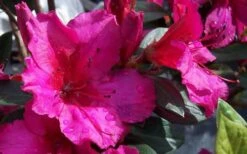 Red Formosa Azalea - 6 Pack Of 1 Gallon Pots -Stylish Garden Plant Store Azalea Red Formosa