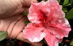 Tama No Hada Azalea - 1 Gallon Pot -Stylish Garden Plant Store Azalea Tama No Hada Closeup
