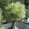 Dwarf White Stripe Bamboo - Pleioblastus Fortunei - 1 Gallon Pot -Stylish Garden Plant Store Bamboo Dwarf White Stripe 4