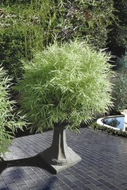 Dwarf White Stripe Bamboo - Pleioblastus Fortunei - 1 Gallon Pot