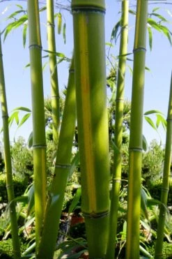 Flavescens Inversa Bamboo (Phyllostachys Aurea) - 3 Gallon Pot (2-4') -Stylish Garden Plant Store Bamboo Flavescens Inversa 11
