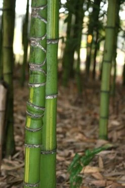 Flavescens Inversa Bamboo (Phyllostachys Aurea) - 3 Gallon Pot (2-4') -Stylish Garden Plant Store Bamboo Flavescens Inversa 13