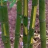 Flavescens Inversa Bamboo (Phyllostachys Aurea) - 3 Gallon Pot (2-4') 1 Flavescens Inversa Bamboo (Phyllostachys Aurea) - 3 Gallon Pot (2-4') -Stylish Garden Plant Store Bamboo Flavescens Inversa 14