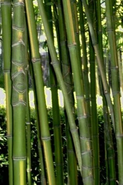 Flavescens Inversa Bamboo (Phyllostachys Aurea) - 3 Gallon Pot (2-4') -Stylish Garden Plant Store Bamboo Flavescens Inversa Rev 500x750 1